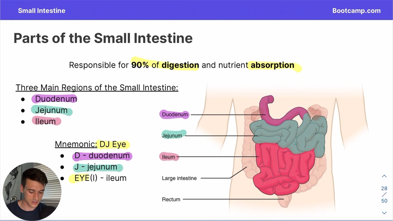 <p>DJ EYE </p><p>Duodenum</p><p>jejunum</p><p>Eye - ileum </p>