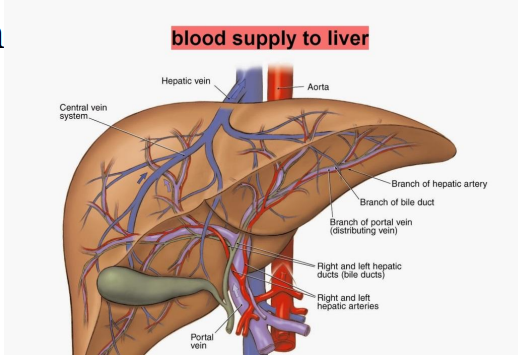 <ul><li><p>Portal vein: <strong>70% - main source of supply for the liver </strong></p></li><li><p>Hepatic artery: <strong>30%</strong></p></li></ul><p></p>