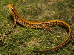 <p>Extreme SE KS</p><p>Slender back striped</p><p>Brown/yellow sides with yellow/orange back stripe</p><p>Stripe on back has black spots</p><p>Vertical bars on tail</p><p>Eggs attached under rocks in streams</p><p>Status: State threatened</p>