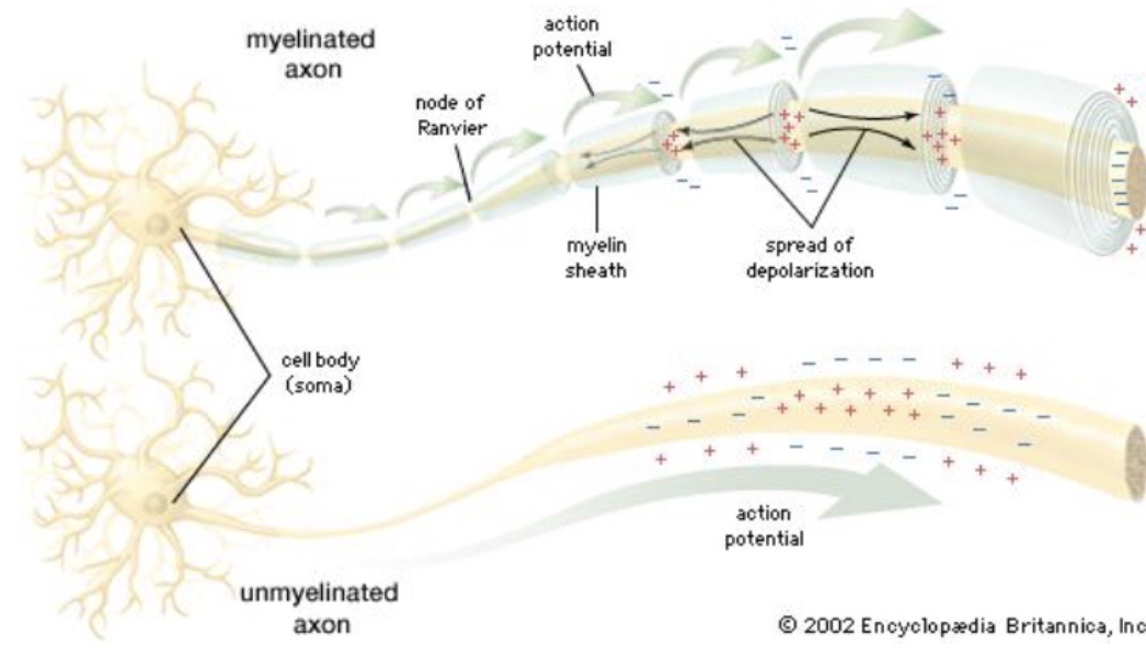 <ol><li><p><span style="background-color: transparent;">Continuous (Direct) conduction for unmyelinated axons</span></p></li><li><p><span style="background-color: transparent;">Saltatory conduction for myelinated axons</span></p></li></ol><p></p>