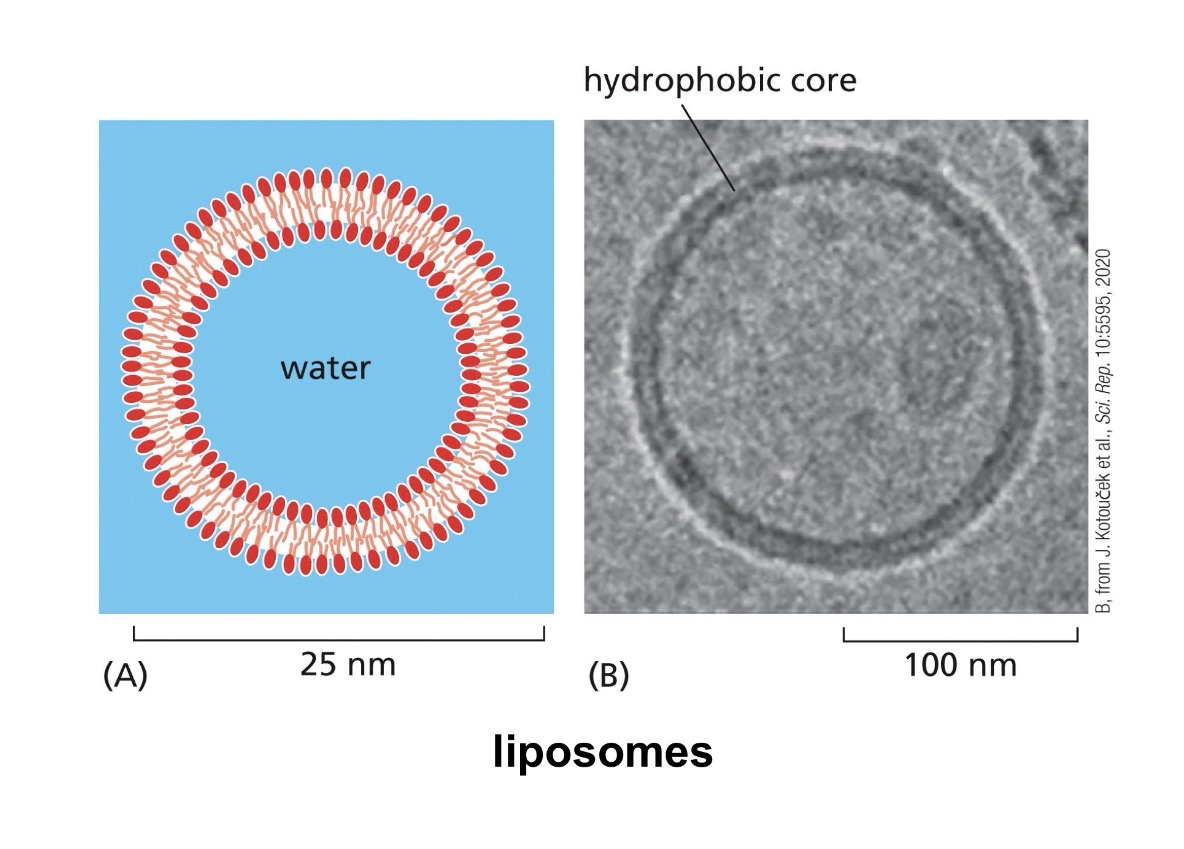 <p>energetically favorable way for phospholipids to exist in water </p><p>heads maintain contact w/ water while tails and toward eachother and stay dry</p>