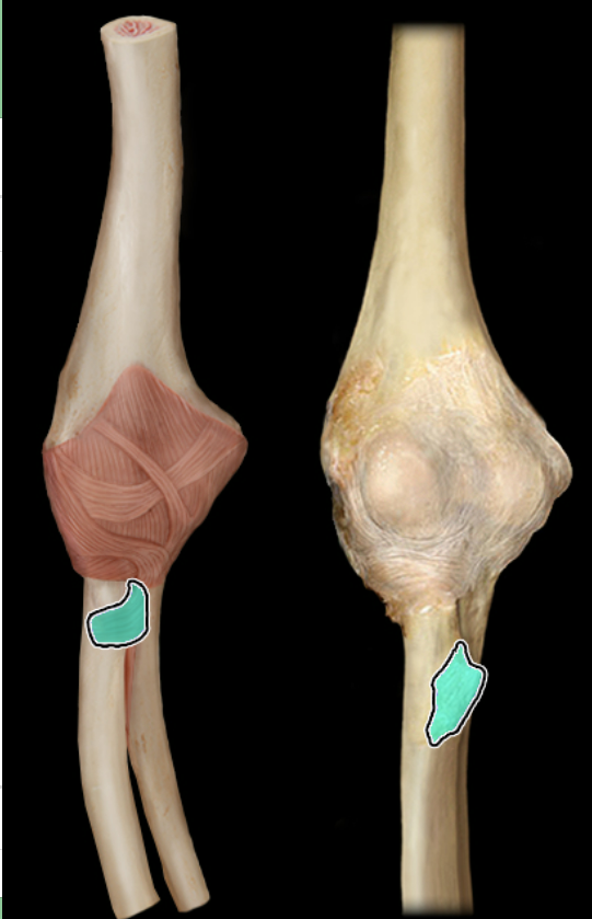 <p>anterior</p>