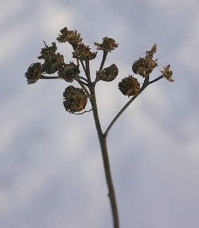 <p>dark, flat round heads on corymb • aromatic scent • fern –like leaves on basal rosette</p>