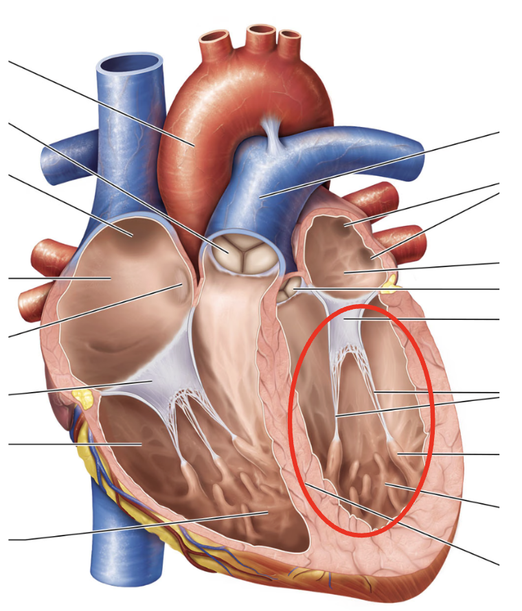 <p>Name the circled structure</p>