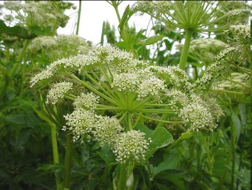 <p>This coastal perennial herb is native to North America's shorelines and the Russian Far East. Thriving in salt marshes and maritime bluffs, it features tall, stout, hollow stems and bright, glossy-green divided leaves. During summer, it produces large, flat-topped, umbrella-shaped clusters of tiny white or greenish flowers that attract native pollinators.</p>