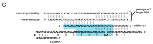 <p>explain fig 2C jinik</p>
