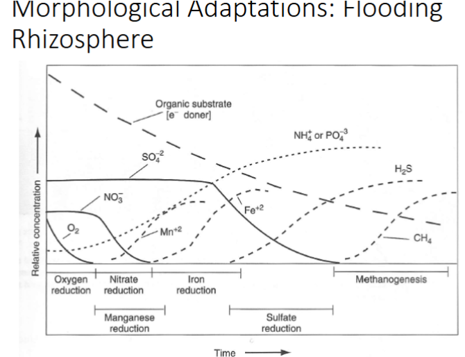 <p><strong><u>Morphological Adaptations: Flooding</u></strong></p><ul><li><p><span style="font-family: "Comic Sans MS";">Anaerobic soils BIG problem</span></p><ul><li><p></p></li></ul></li></ul><p></p>