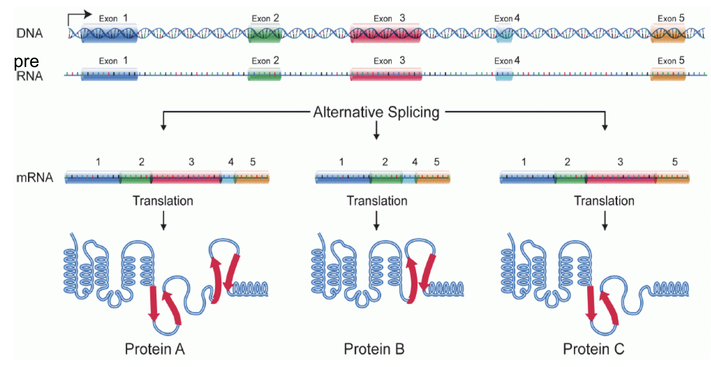 <p>Introns make genes larger, meaning it takes more time to synthesize mRNAs. It also takes time to remove all the introns in processing.<br><br>Alternative splicing is the advantage: pre-RNA from one gene can be spliced multiple different ways, allowing for one gene to express multiple different proteins. This lets multicellular Eukaryotes make cell-specific versions of proteins (ex. Insulin receptor A found in the placenta vs insulin receptor B found in fat and muscle cells)</p>
