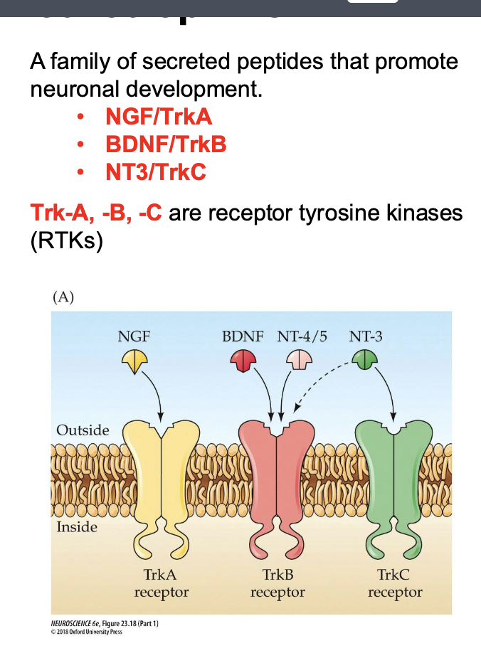 <p>Match each peptide with its tyrosine kinase<br>TrkA:<br>TrkB:<br>TrkC:</p>