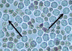 term image