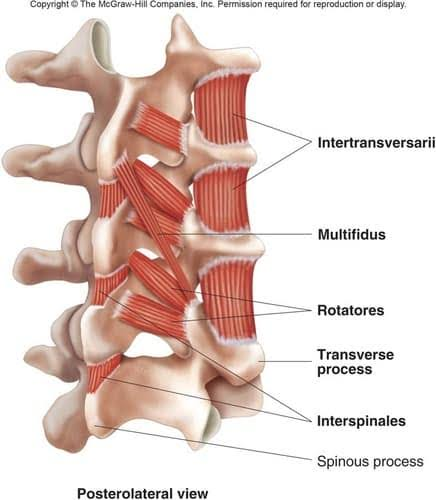 <ul><li><p>short, paired muscles in the deepest layer of intrinsic back muscles</p></li><li><p>span the entire length of the vertebral column but are only properly developed in the cervical and lumbar spine, and are often underdeveloped or completely absent in the thoracic region</p></li><li><p>interspinales aid other intrinsic back muscles in extension of the spine, and act as spine stabilizers to maintain normal posture</p></li></ul><p></p><p>origin → cervicis: superior aspect of spinous processes of vertebrae C3-T1</p><p>          → thoracis: superior aspect of spinous processes of vertebrae T2, T11, &amp; T12 (variable)</p><p>          → lumborum: superior aspects of spinous processes of vertebrae L2-L5</p><p>insertion → cervicis: inferior aspect of spinous processes of vertebrae C2-C7</p><p>               → throacis: inferior aspect of spinous processes of vertebrae T1, T10, &amp; T11</p><p>               → lumborum: inferior aspects of spinous processes of vertebrae L1-L4</p><p>action → extension of cervical and lumbar spine</p><p>innervation → posterior rami of spinal nerves</p><p>blood supply → cervicis: vertebral artery, deep cervical artery, occipital artery, transverse cervical artery</p><p>                     → thoracis: superior intercostal artery, posterior intercostal arteries, subcostal artery</p><p>                     → lumborum: lumbar arteries</p>