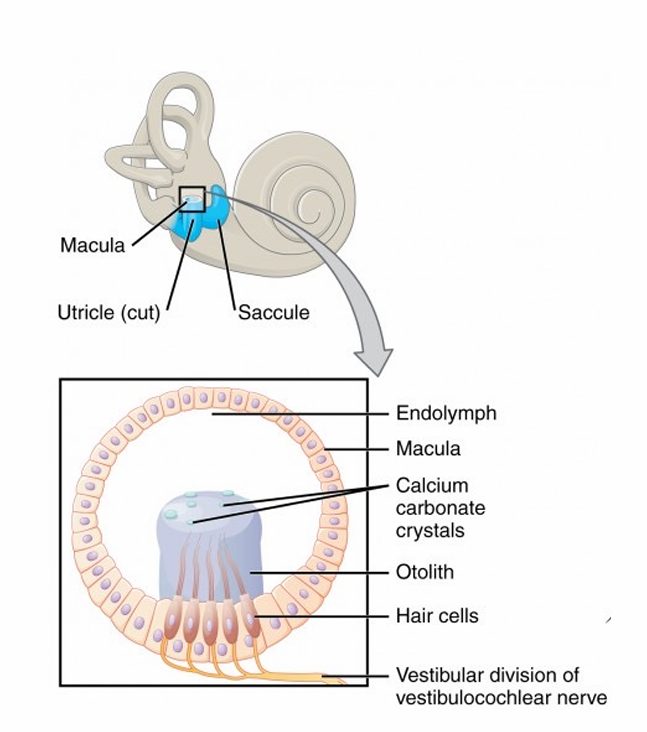 <ul><li><p>UTRICLE + SACCULE</p></li><li><p>MACULA → tissue &amp; structure</p></li><li><p>based on head move, otolith crystals move → affect hair cell direction &amp; change NTM release &amp; ATP pxdtn on neuron (still release NTMs during rest)</p></li></ul><p></p><p>STRUCTURE →</p><ul><li><p>vestibular division of vestibular cochlear nerve nerves in tissue → connect to hair cells in gelatinous membrane (like cupula) that release NTMs</p></li><li><p>membrane connected to otolith &amp; has Ca carbonate crystals</p></li></ul><p></p><p>EX → look ahead &amp; upright</p><ul><li><p>all structures upright, hair cells release NTMs → cause frequency of APs in nerve → brain detect head stable &amp; align</p></li></ul><p>EX → head tilt forward</p><ul><li><p>gravity move otolith crystals forward, pulling on hair cells → change amt NTMs released → affect amt APs along neuron → brain interpret &amp; know head move forward</p></li><li><p>head move forward so lag of hair cells &amp; they bend back as they slowly move forward</p></li></ul><p></p>