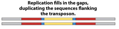 <p><span>short, direct repeating sequences of the host's own DNA are created, flanking the left and right ends of the newly arrived transposon</span></p>