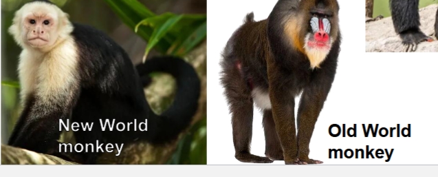 <ul><li><p>walk on all 4s</p></li><li><p>found in both old world and new world (Central and south America</p></li><li><p>smaller than apes</p></li><li><p>have tails</p></li></ul><p></p>