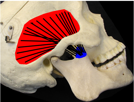 <p>What muscle is being depicted, and what is its action?</p>