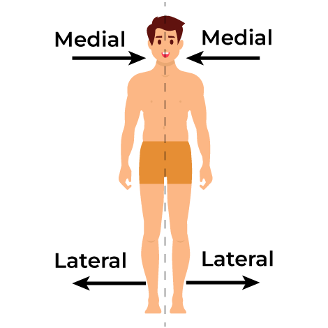 <p>medial</p>
