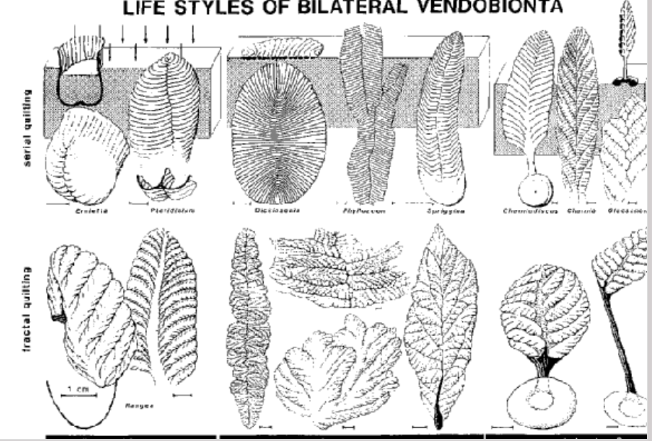 <p>Ediacaran organisms as a distinct kingdom of life</p>