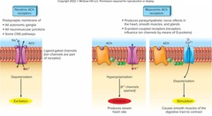 <p>Nicotinic acetylcholine receptors</p>