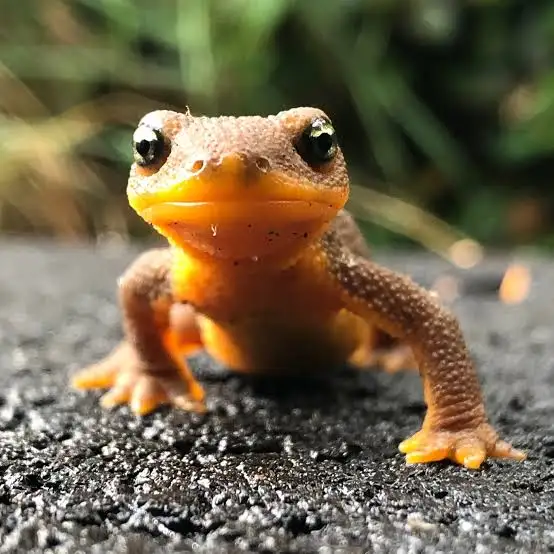 <p>Salamander </p>