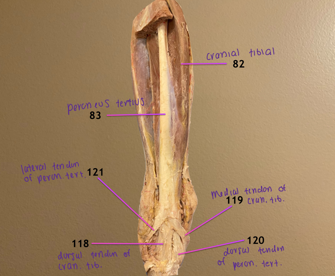 <ol start="118"><li><p>dorsal tendon of cranial tibial m.</p></li><li><p>medial tendon of cranial tibial m.</p></li><li><p>dorsal tendon of peroneus tertius m.</p></li><li><p>lateral tendon of peroneus tertius m.</p></li></ol><p>.</p><p>trick: from lateral to medial → 121, 118, 120, 119</p>