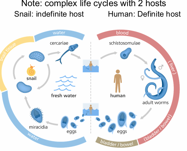 <p>explain indefinite vs. definite hosts using Platyhelminthes as an example</p>
