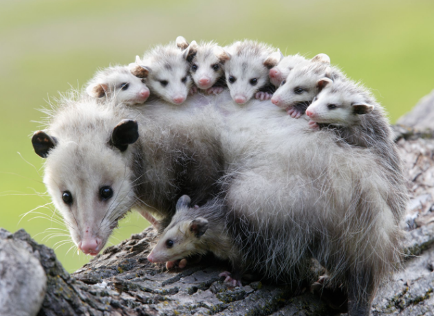 <p>• Short ears</p><p>• White face</p><p>• Pink nose</p><p>• Long, mostly hairless tail</p><p>• Grayish fur</p>