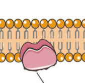 <p>peripheral proteins (extrinsic)</p>