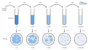 <p>serial dillution with distilled water to see single colonies</p>