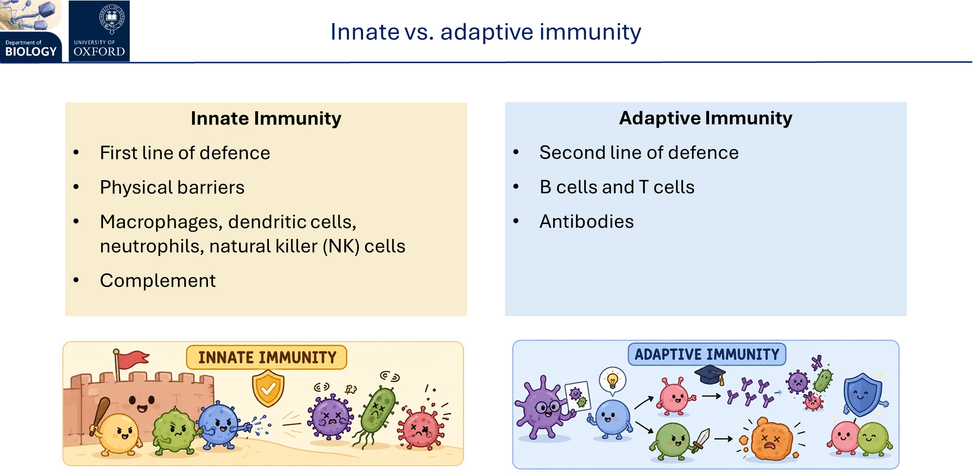 <p><strong>innate </strong>immunity is <strong>fast</strong>, <strong>non-specific</strong>, <strong>broad </strong>and has <strong>some </strong>non-specific memory by epigenetic modification- all animals have this, it involves:</p><ul><li><p>rapid detection</p></li><li><p>phagocytosis</p></li><li><p>triggering inflammation</p></li><li><p>clean up</p></li><li><p>activating adaptive immunity</p></li></ul><p></p><p><strong>adaptive</strong> immunity is <strong>slow</strong>, <strong>specific</strong>, <strong>narrow </strong>and has <strong>memory</strong>- evolved independently in the agnathans and gnathostomes, it involves:</p><ul><li><p>antigen-specific recognition</p></li><li><p>targeted effector responses</p></li><li><p>long-term protection</p></li></ul><p>adaptive immunity is made up of <strong>humoral </strong>(extracellular pathogens/toxins) and<strong> cell-mediated immunity</strong> (intracellular pathogens/abnormal cells)</p><p></p>
