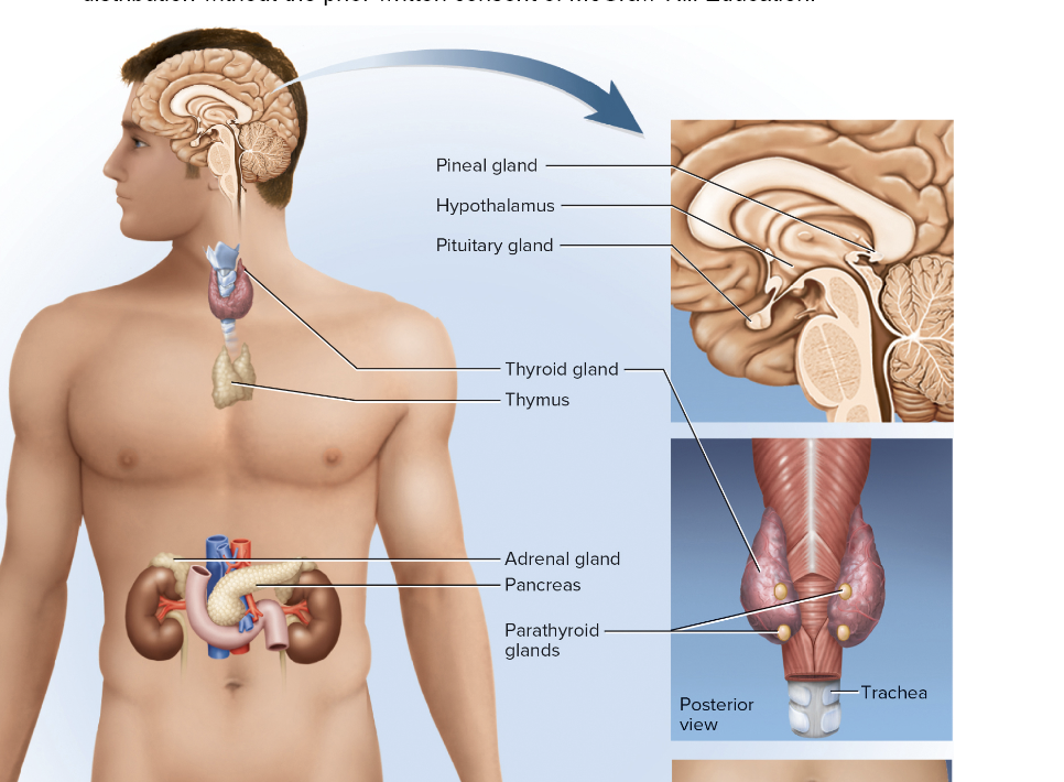 <p>thyroid gland, thymus</p>