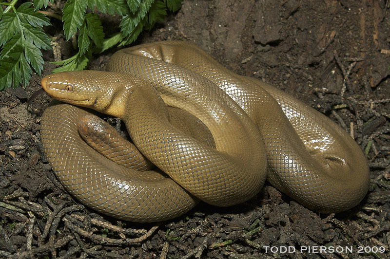 <p>Alethinophidia, Boidae<br>Charina bottae<br>Northern rubber boa</p>