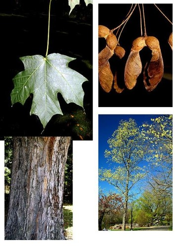 <p>U-shaped leaf sinuses, smooth leaf margins without fine teeth, pointed brown buds.</p>