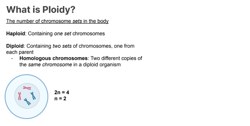 <p>The number of <strong>chromosome sets </strong>in the body</p>
