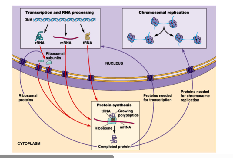<p><span style="background-color: transparent;"><strong>Why Nuclear Transport Matters</strong></span></p>