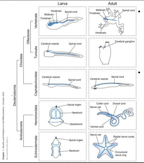 <p>Nas larvas, há um órgão apical e neurônios associados às bandas ciliares. Nos adultos, o sistema nervoso é descentralizado, formando uma rede neural basiepidérmica e cordões nervosos (ou anel nervoso circum-oral nos equinodermos), sem formar o tubo neural dorsal oco típico dos cordados. </p>