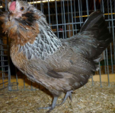 <p>welk type kip is dit</p>