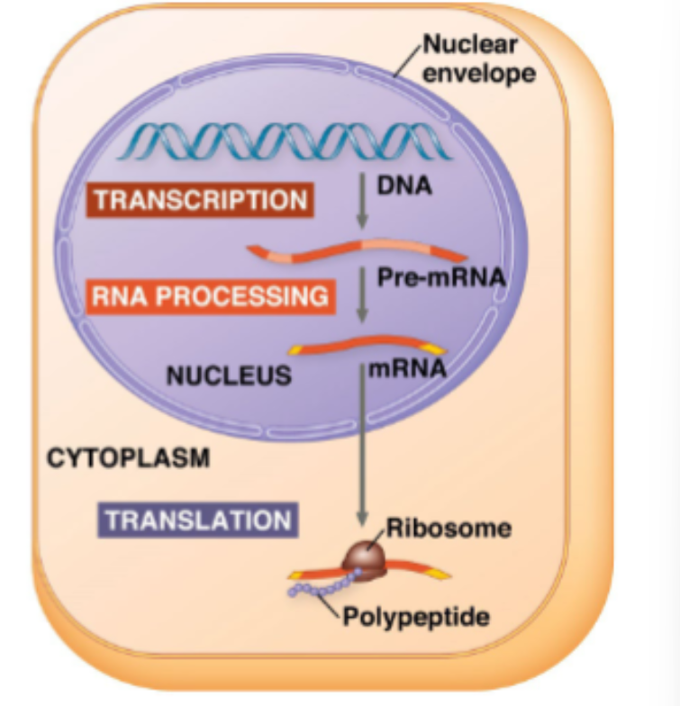 <ul><li><p>DNA (deoxyribonucleic acid) is the heritable material that is used to store and transmit information from generation to generation</p></li><li><p>RNA (ribonucleic acid) acts as a messenger to allow the information stored in the DNA to be used to make proteins</p></li><li><p>proteins carry out cellular functions</p></li><li><p>three main steps:</p><ul><li><p>transcription of RNA from DNA</p></li><li><p>processing of the pre-mRNA transcript</p></li><li><p>translation of the mRNA transcript to a protein</p></li></ul></li></ul><p></p>