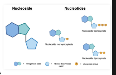 <p><strong>Nucleoside</strong>: Made of 1 ribose or deoxyribose sugar and 1 nitrogenous base</p><p></p><p><strong>Nucleotide</strong>: Made of 1 ribose or deoxyribose sugar, 1 nitrogenous base, and</p><p>phosphate(s)</p><p></p><ul><li><p>Name depends on the amount of phosphate groups</p></li></ul><p></p><ul><li><p> Ex. Nucleotide containing 3 phosphates is a nucleoside triphosphate</p></li></ul><p></p><ul><li><p><strong><em>Mnemonic</em></strong>: Nucleo<strong>s</strong>ides are <strong>s</strong>ugars with bases; nucleo<strong>t</strong>ides have phosph<strong>a</strong>tes</p></li></ul><p></p>