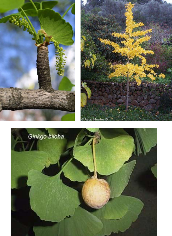 <ul><li><p>Distribución: montañas del S de China y Japón (ornamental en Europa).</p></li><li><p><strong>Macroblastos </strong>y <strong>braquiblastos</strong>.</p></li><li><p>Hojas de nerviación <strong>dicótoma</strong>, <strong>flabeladas </strong>(forma de abanico) y <strong>caducas</strong>.</p></li><li><p>Flores masculinas: numerosos estambres con 2 sacos polínicos.</p></li><li><p>Flores femeninas: 2 primordios seminales (1 aborta).</p></li><li><p>Fecundación por <strong>zoidiogamia </strong>(una gotita de la nucela se reabsorbe con el polen).</p></li><li><p>Dioico.</p></li><li><p>Posee principios activos vasodilatadores (derivados fenólicos y diterpenos: <strong>ginkgólidos</strong>) y se utiliza en cosmética y medicina (pérdida de memoria, demencia senil…)</p></li></ul><p></p>
