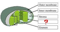 <p>saclike photosynthetic membranes found in chloroplasts</p>