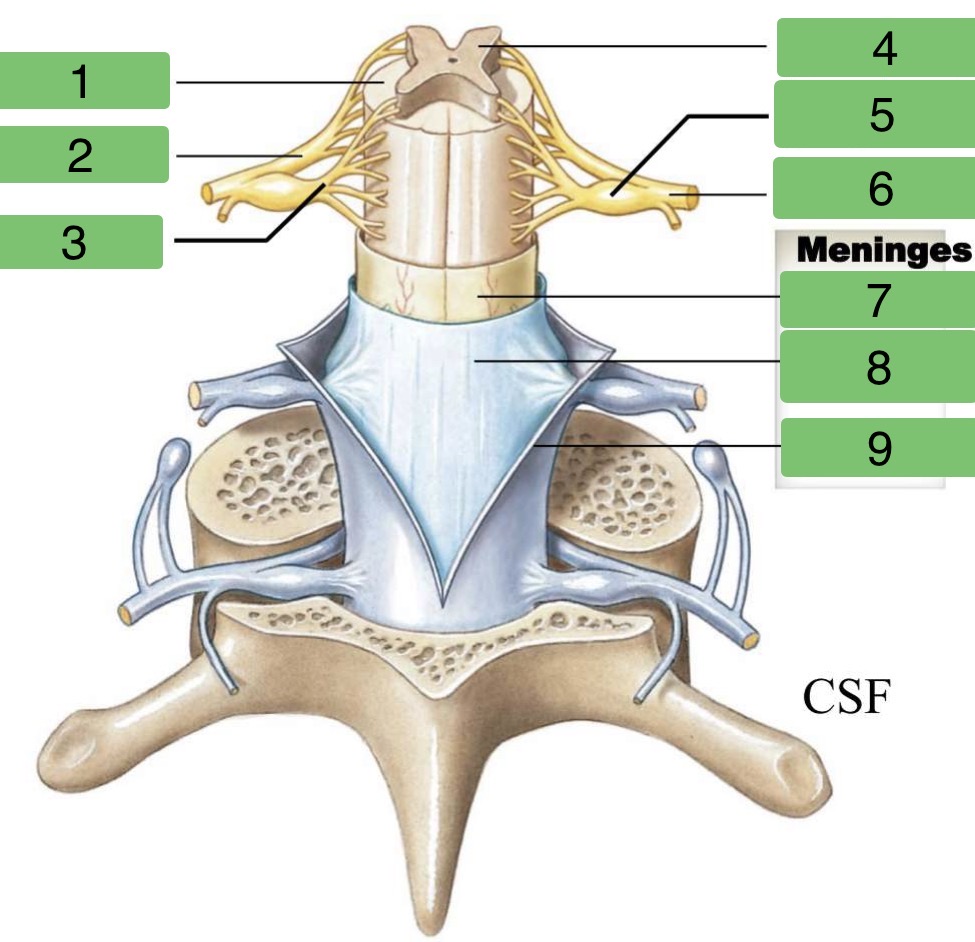 <p>Identify the regions of the Spinal Cord</p>