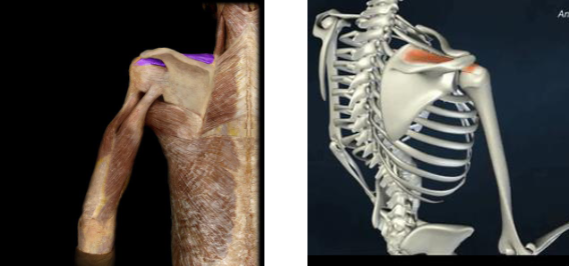 <p>first 30 degrees of shoulder abduction</p>