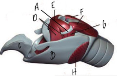 <p>What is A?</p>