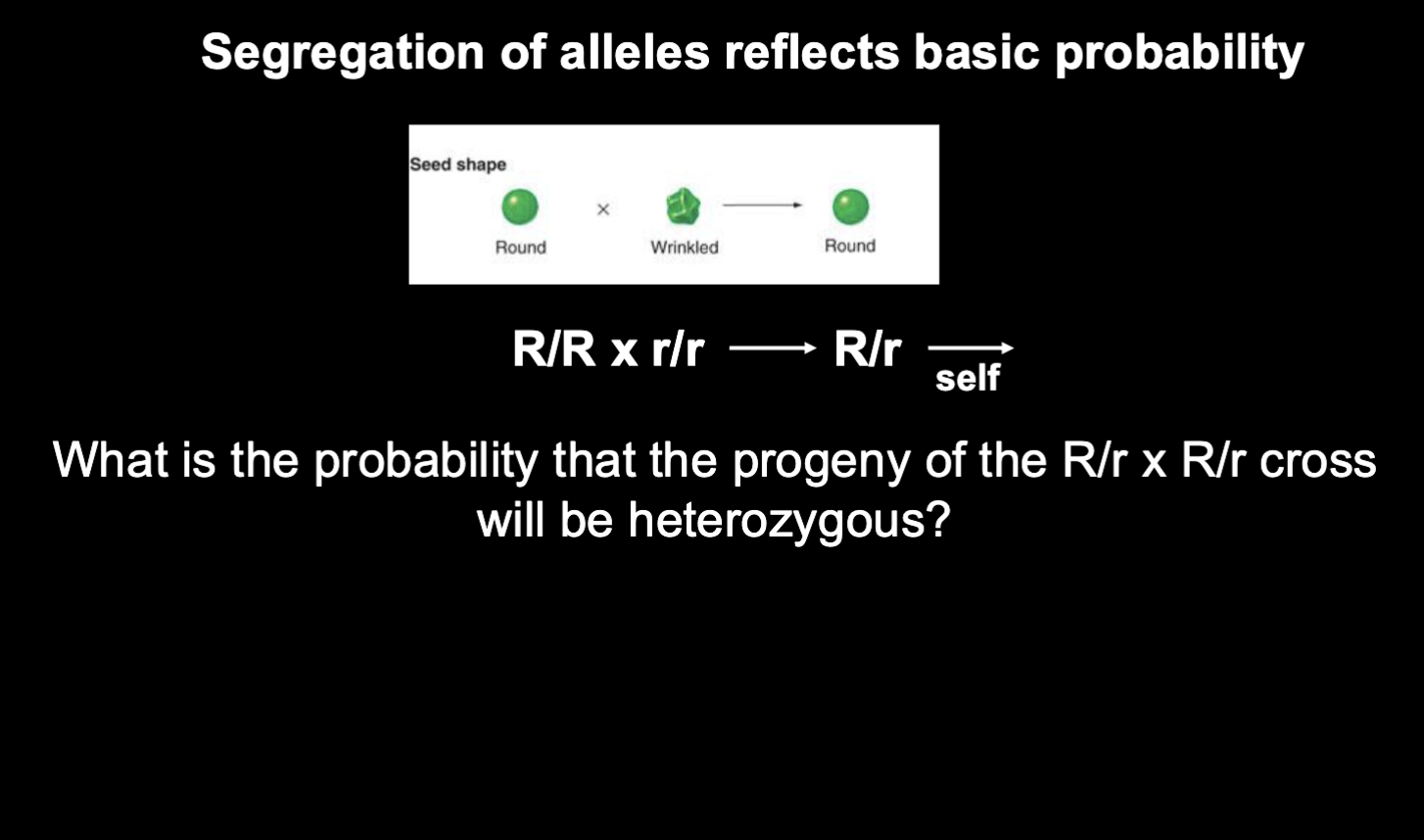 <p>probability that one parent will contribute a dominant allele</p><p>X</p><p>probability that the other parent will contribute the recessive allele</p><p>(1/2 X 1/2) + (1/2 X1/2) = 2/4 = 1/2</p>