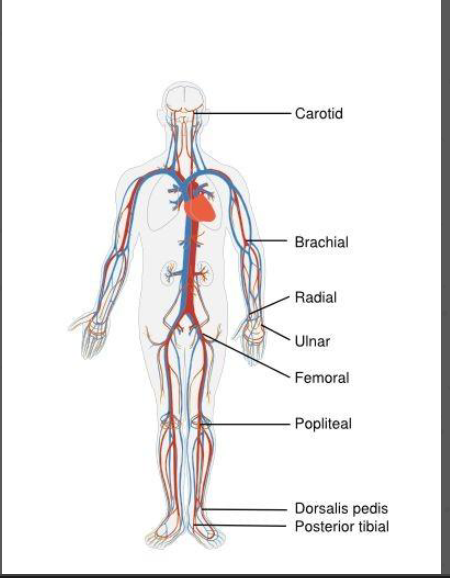 <ul><li><p>Carotid</p></li><li><p>Radial</p></li><li><p>Brachial</p></li><li><p>Femoral</p></li><li><p>Posterior Tibialis (inside ankle)</p></li><li><p>Dorsalis Pedis (top of foot)</p></li></ul><p></p>