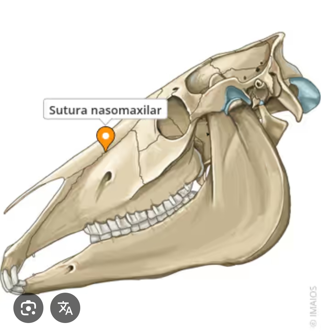 <p>sutura nasomaxilar</p>