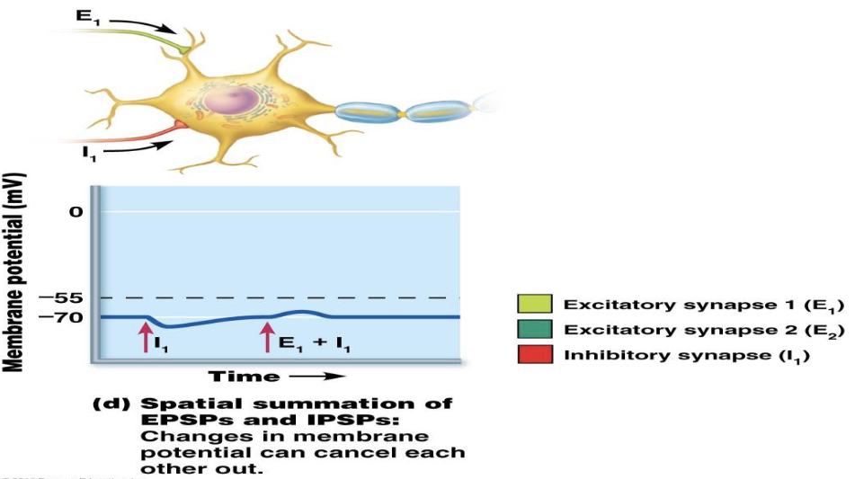 <ul><li><p>Combining stimuli from events occurring close physically</p><ul><li><p>Excitatory and inhibitory signals may combine</p></li></ul></li></ul><p></p>