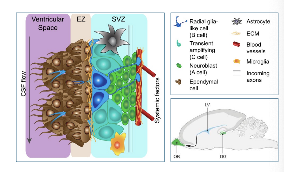<p>transit amplifying cells</p>