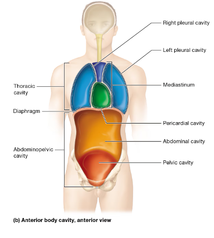 <p>2 main divisions separated by a dome-shaped muscle called the diaphragm muscle (function is breathing)</p><ul><li><p>Thoracic Cavity: Thorax</p></li><li><p>Abdominopelvic Cavity: Abdomen & Pelvis</p></li></ul><p></p><p>Smaller cavities made within these cavities and are formed by thin sheets of tissues called serous membranes.</p><p></p>