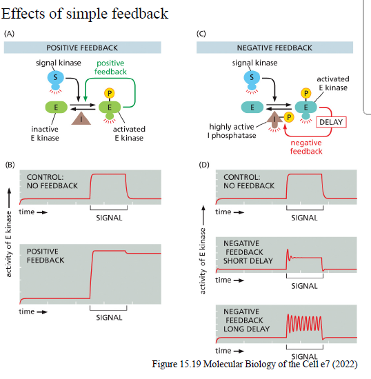 <p>Hvis negativ feedback er forsinket:</p><ol><li><p>pathway aktiveres</p></li><li><p>inhibitor opbygges langsomt</p></li><li><p>pathway hæmmes</p></li><li><p>inhibitor forsvinder igen</p></li><li><p>pathway kan reaktiveres</p></li></ol><p>Dette kan skabe gentagne oscillationer.</p>